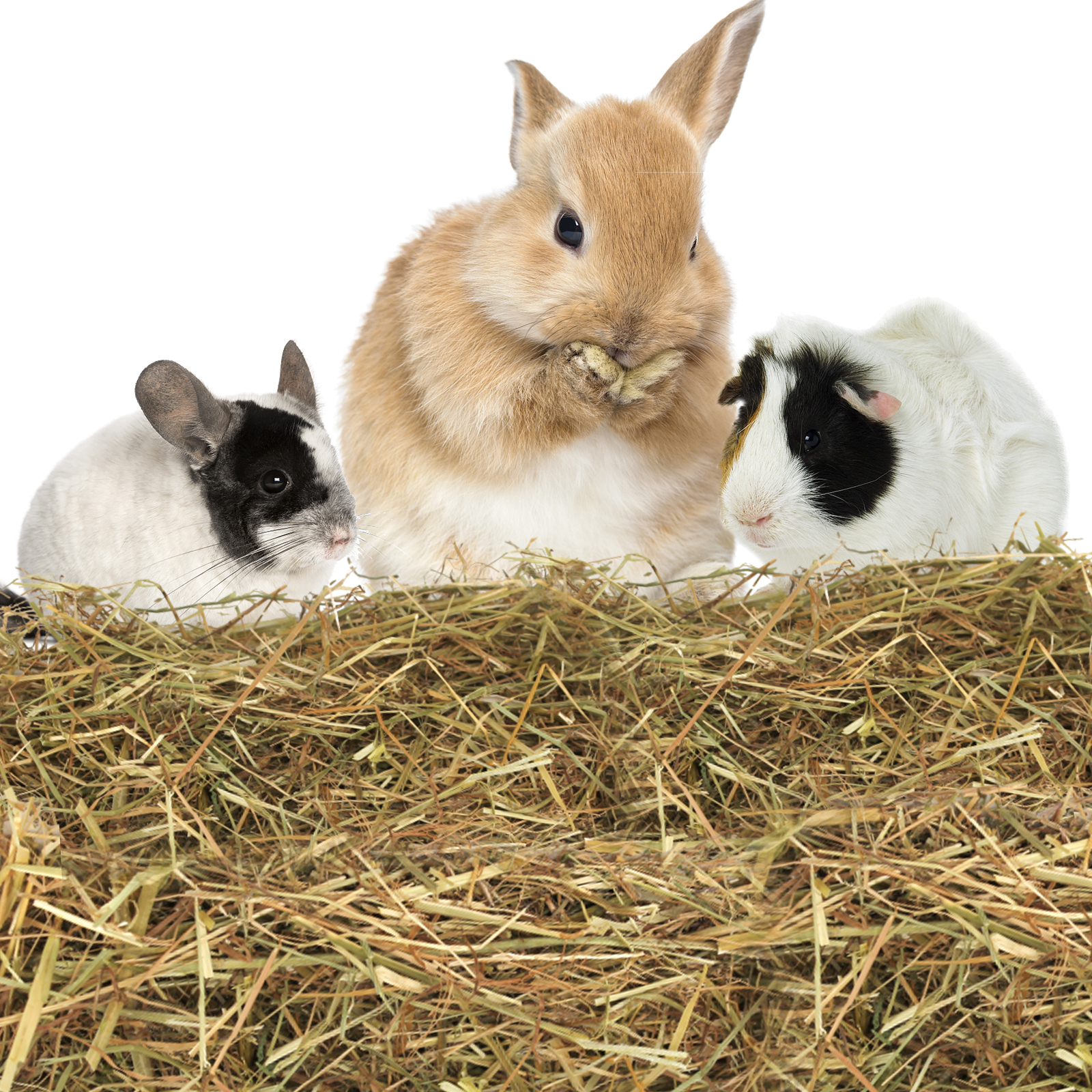 Nobleza - (1kg) Feno para Coelhos, Alimento Premium para Coelhos Adultos, Alimento com Fibras para o Desgaste Dentário e Saúde Dental