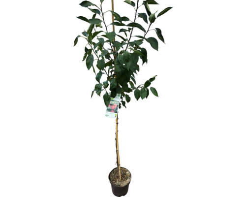 Biologische herfstappel 'Prinz Albrecht' FloraSelf Organic Malus domestica 'Prinz Albrecht' Stamhoogte ca. 120 cm Totale hoogte ca. 150-180 cm Geschikt voor bewaring Historisch/Oud ras