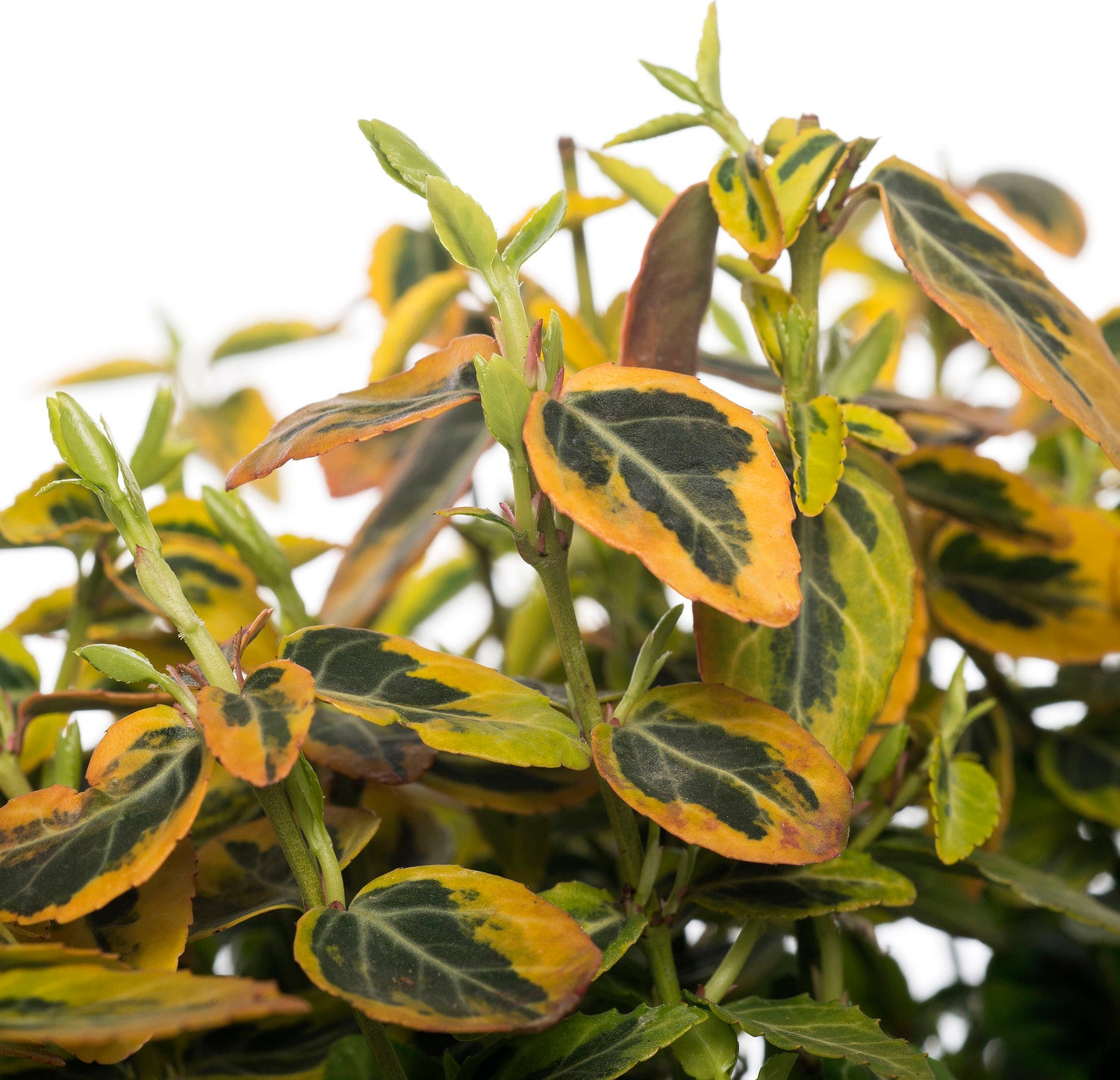 Kardinaalsmuts (Euonymus fortunei 'Emerald 'N Gold') D 9 H 15 cm