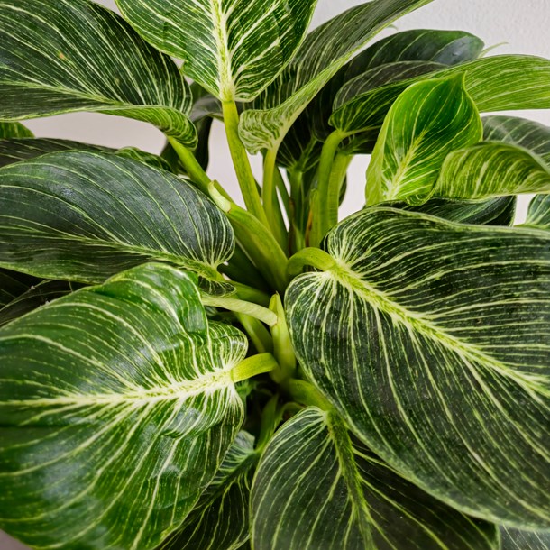 Philodendron birkin 40cm   pot vert
