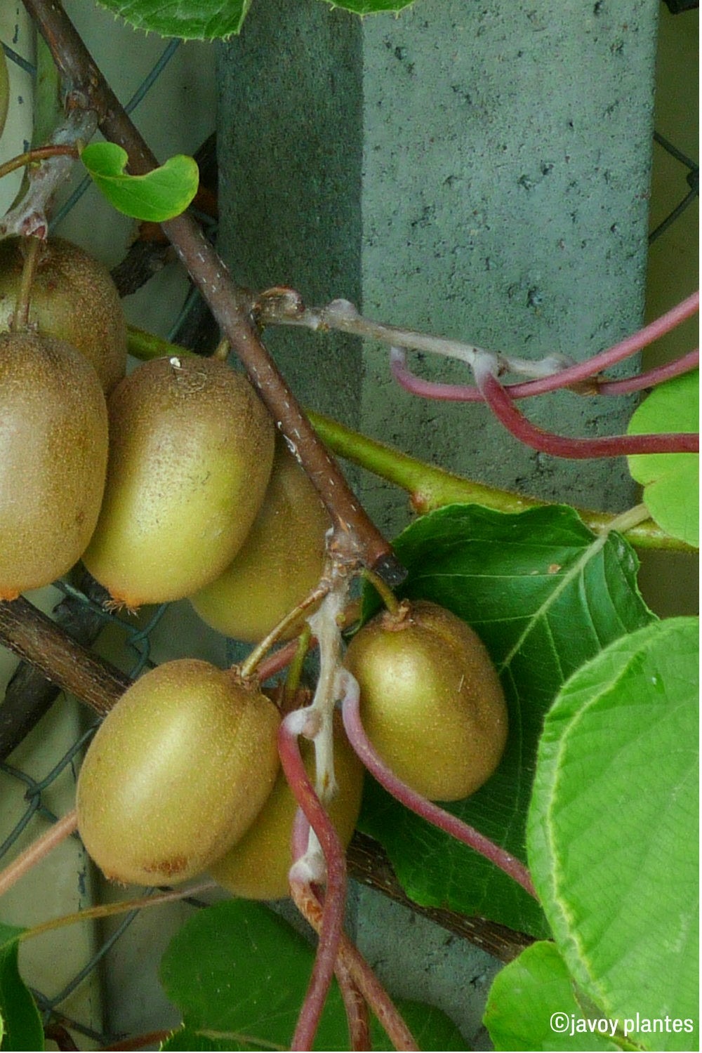 Kiwi femelle 'hayward ' - 1,5l
