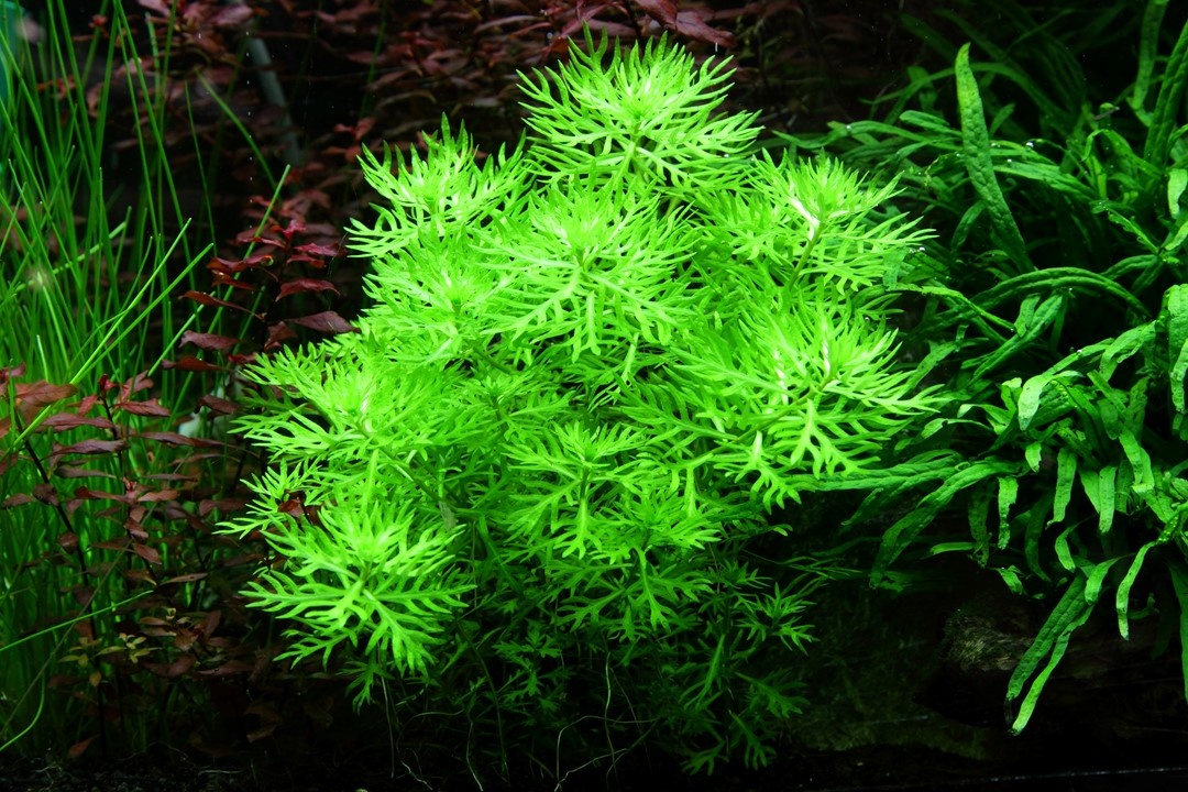 Waterplant Hottonia Palustris