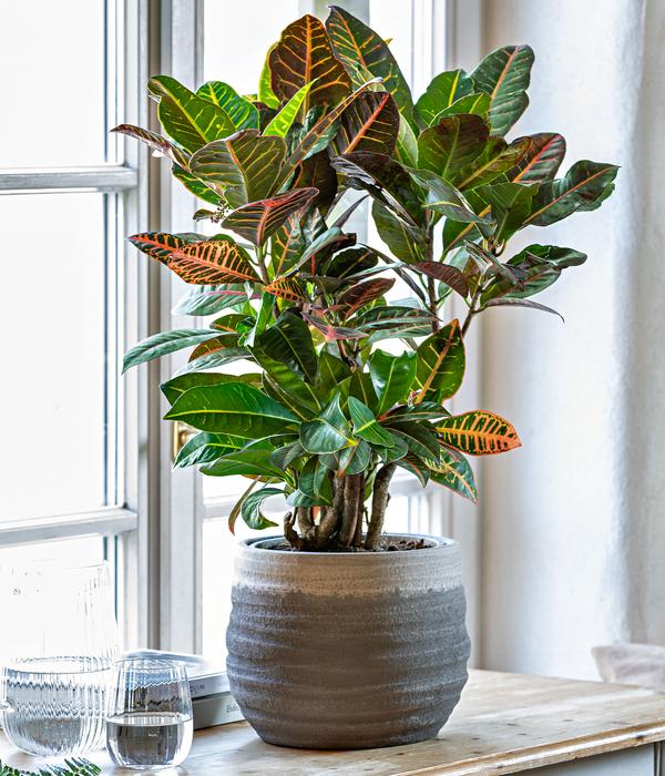 Wunderstrauch - Codiaeum variegatum 'Petra'