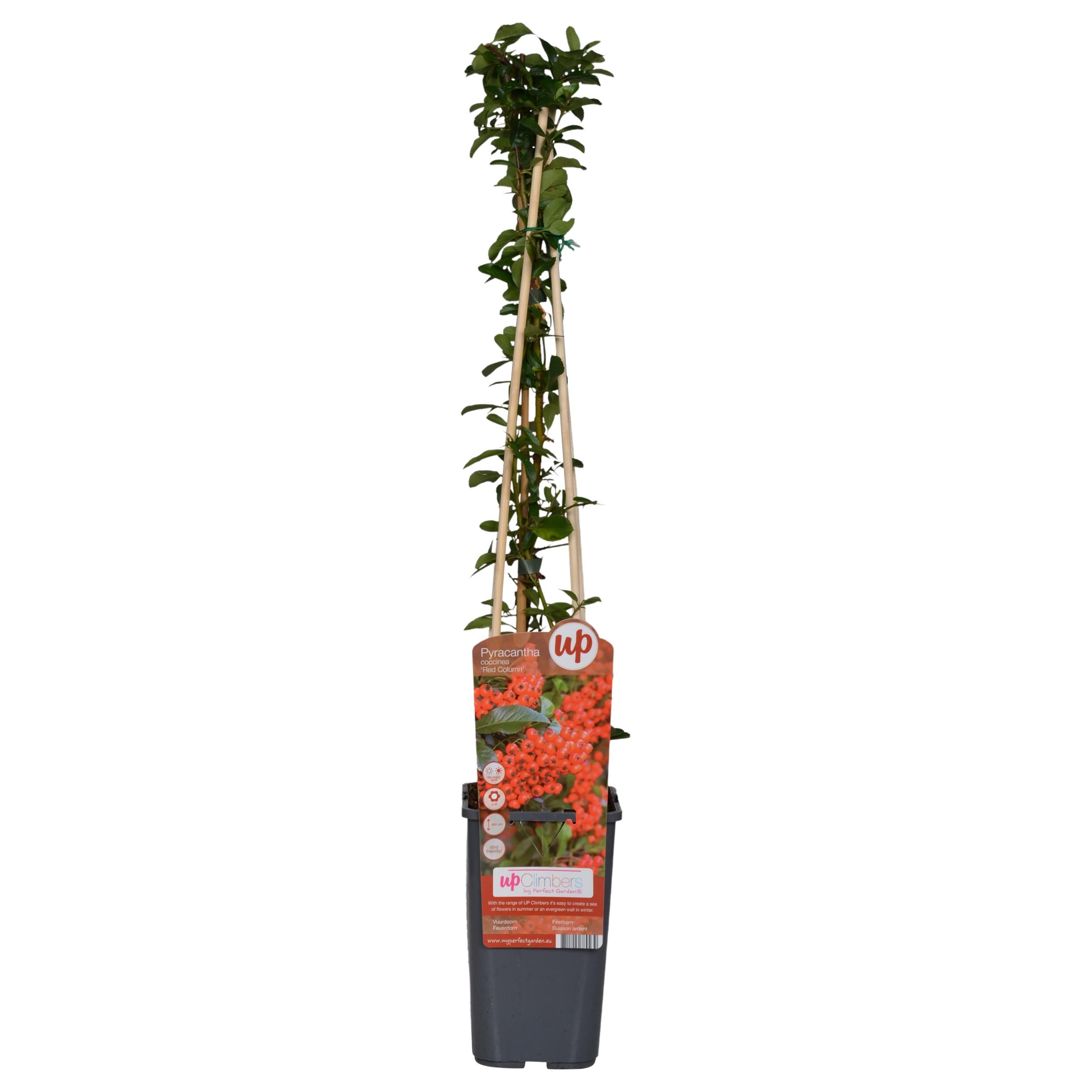 Pyracantha coccinea 'colonne rouge' - lot de 4
