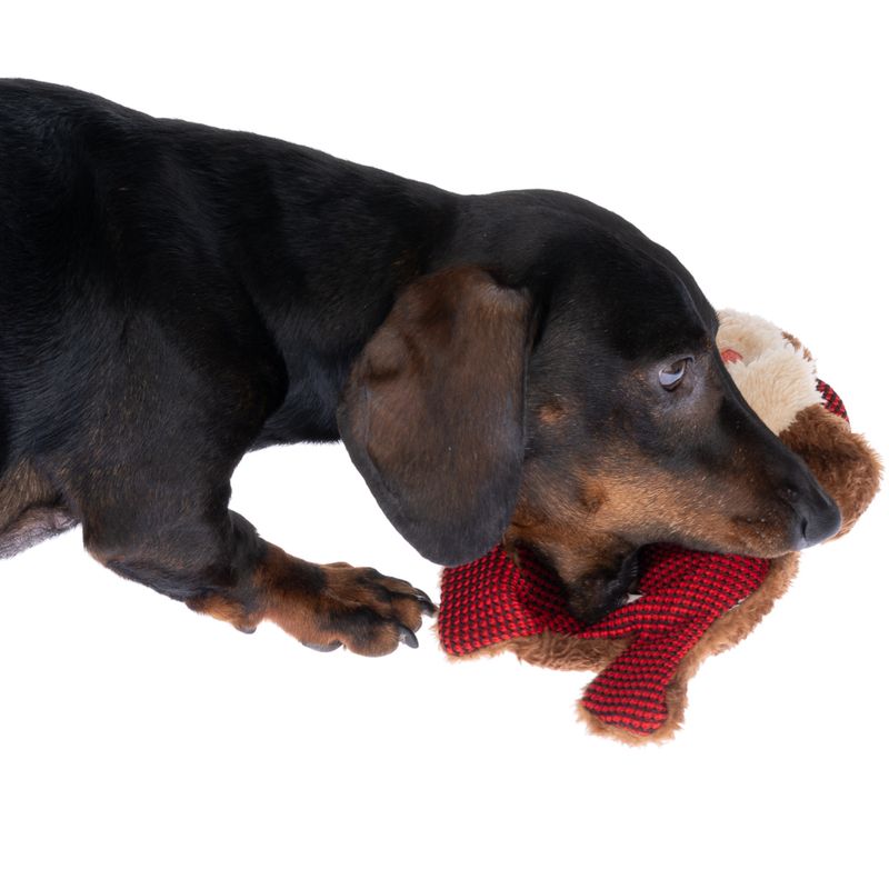 Jouet TIAKI Winkie Monkey pour chien