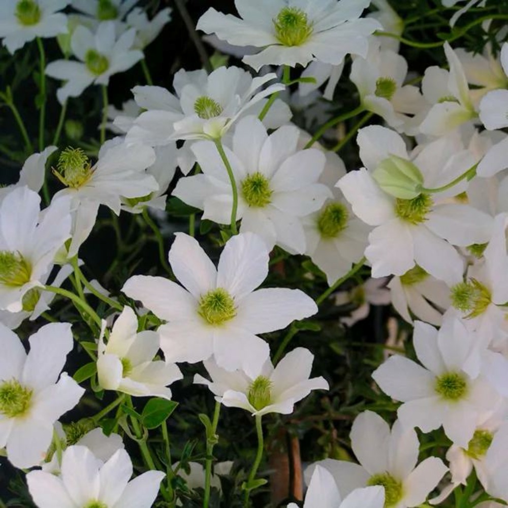 Clématite 'early sensation' - clematis forsteri 3l
