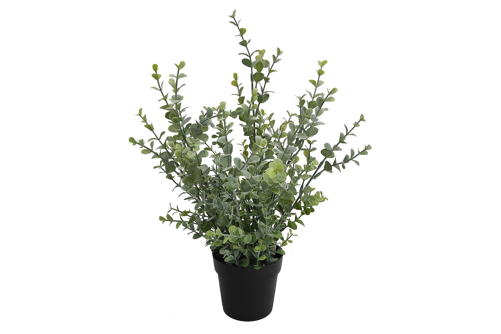 Eucalyptus potteplante Grønn H35 cm