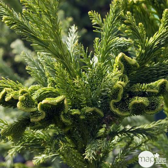 Cryptomeria japonica 'Cristata' Pot 4L