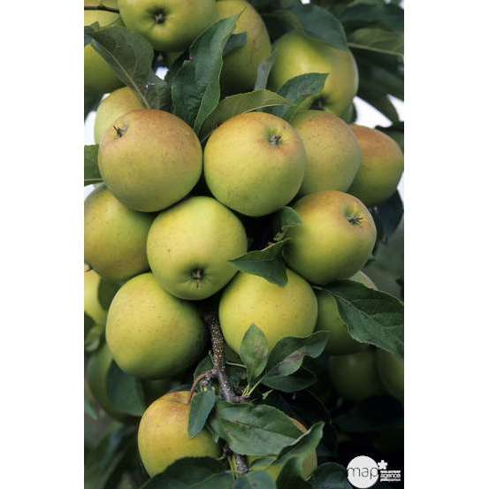 Pommier Golden Delicious : gobelet 3 ans d'âge ctr 12 litres