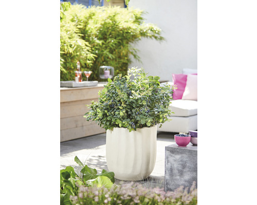 Blueberry BrazelBerry ® 'Pink Breeze' ® H 20-25 cm Co 4.5 L