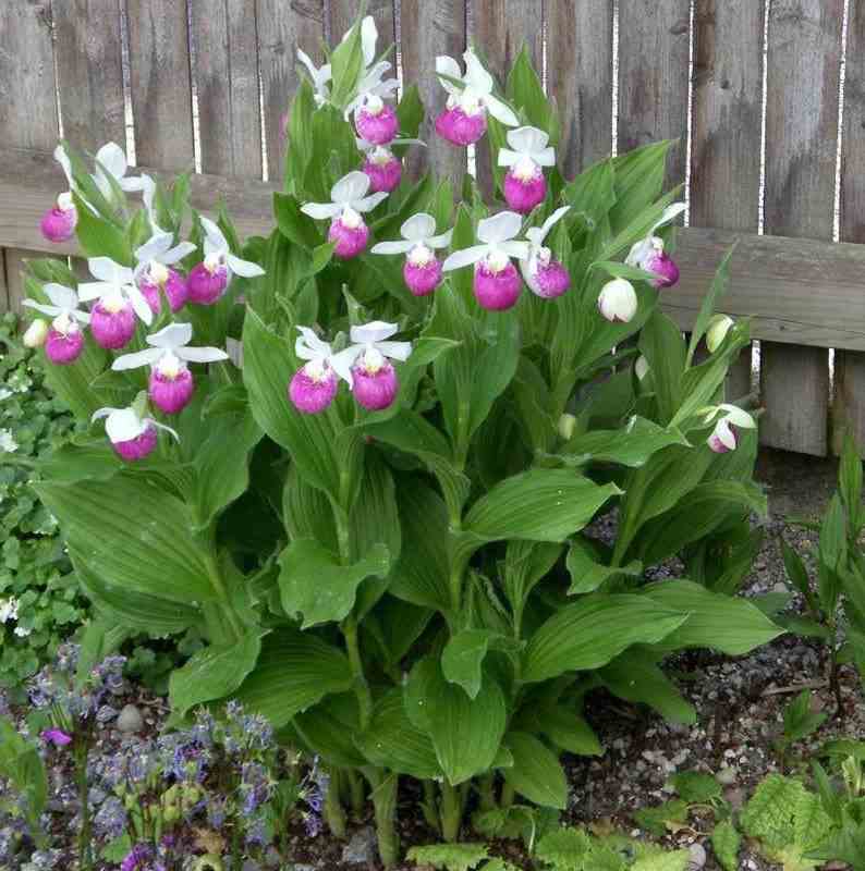 Cypripedium reginae (orchidées terrestres) taille pot de 1 litre - 0/80 cm
