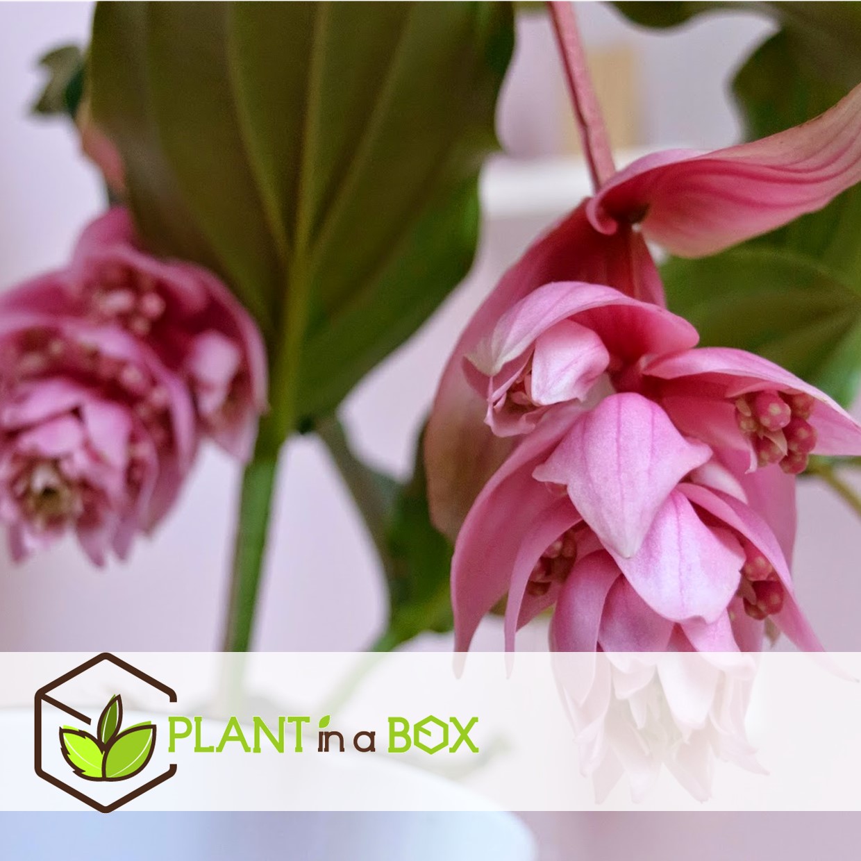 Medinilla magnifica - pot 17cm - hauteur 40-50cm