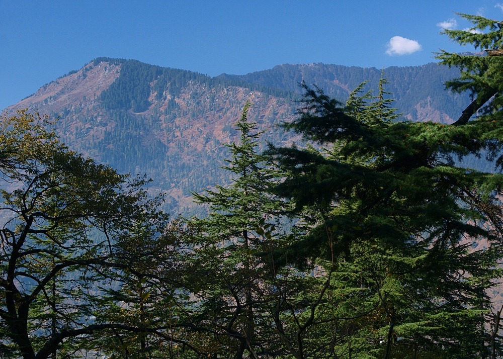 Kit cadeau - cèdre de l'himalaya - 35 graines - cedrus deodara