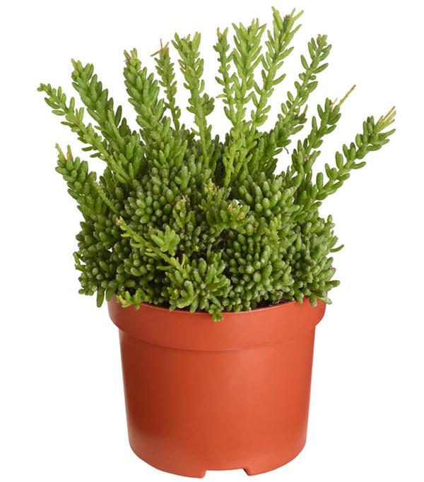 Korallenkaktus - Rhipsalis mesembryanthoides