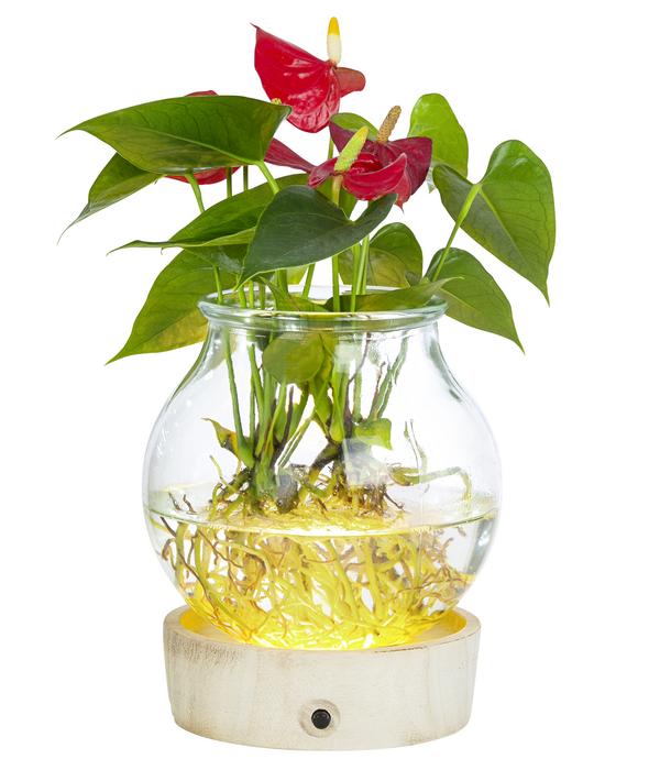 Waterplant Flamingoblume im Kugelglas -