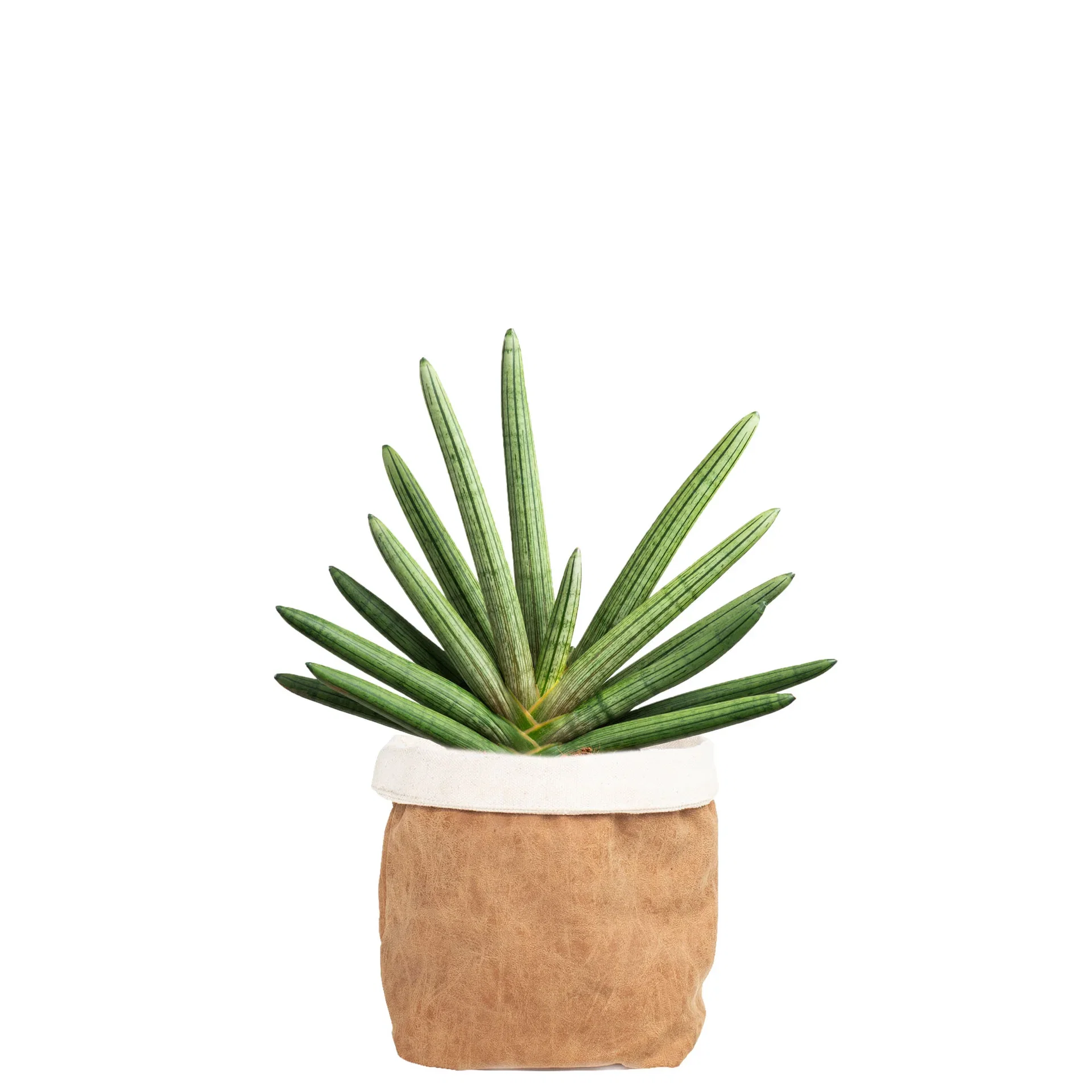 Sculpture in Deco Pot 14 cm Grønn plante i potte Høyde 40 cm