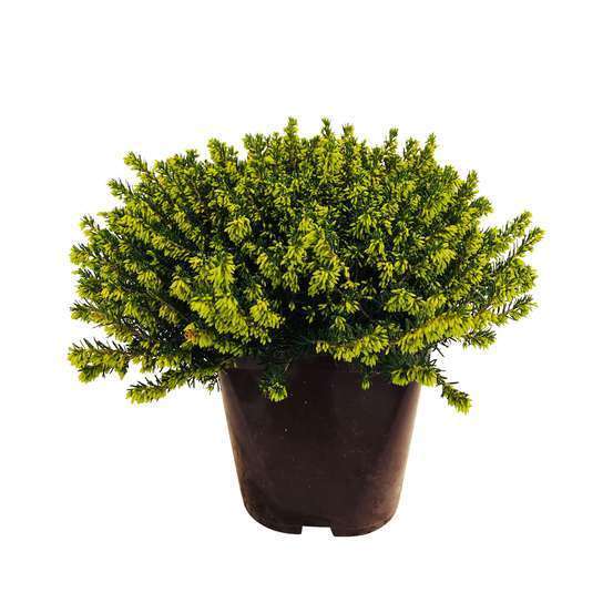 Erica x darleyensis 'Kramer's Rote' : conteneur 2 litres