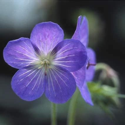 Ooievaarsbek (Geranium 'Johnson's Blue') D 9 H 10 cm