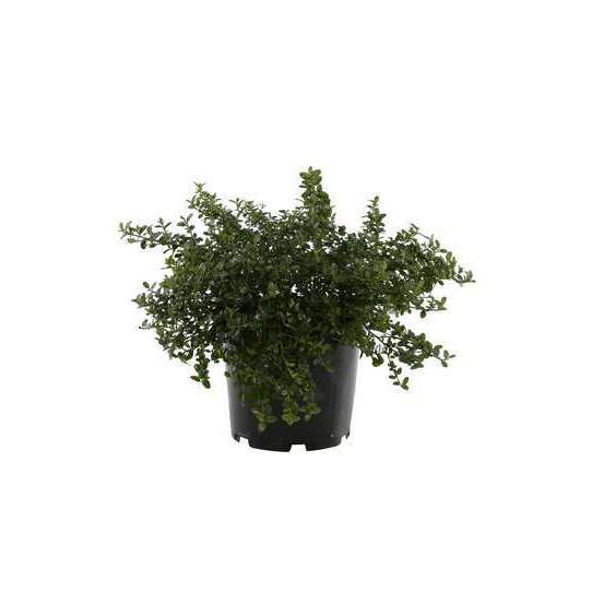 Ceanothus thyrsiflorus ' Repens ' : ctr 7 litres (bleu pâle)