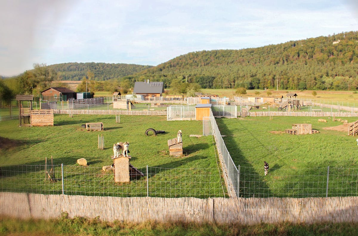 Huskytrekking in Dietfurt