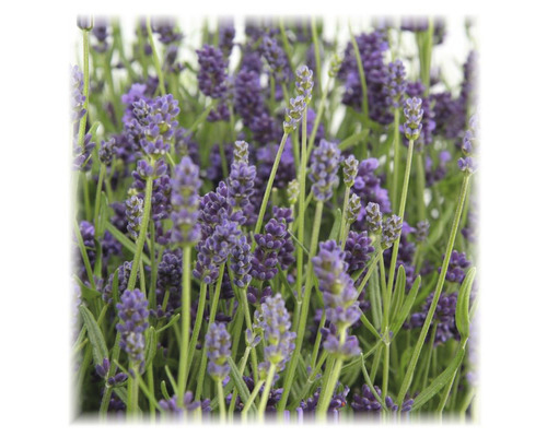 Lavendel FloraSelf Lavandula angustifolia 'Felice' H 15-20 cm Ø 12 cm pot