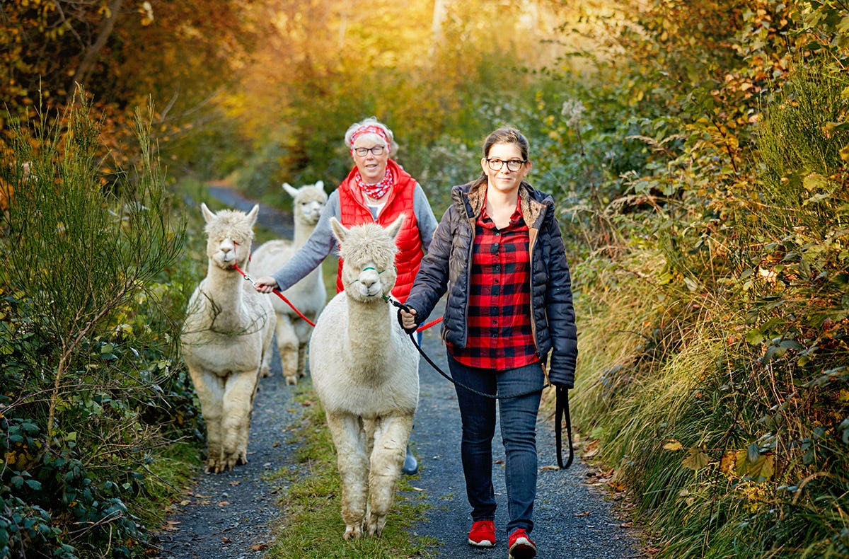 Alpakawanderung für 2 Bruchhausen