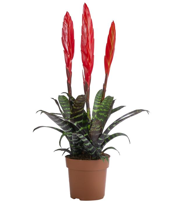 Vriesea - Vriesea cultivars 'Era'