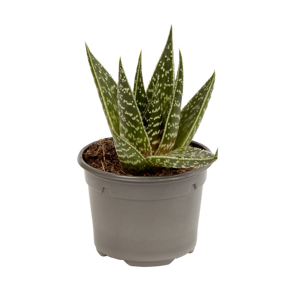 Plante naturelle succulente en pot Ø9xH20cm