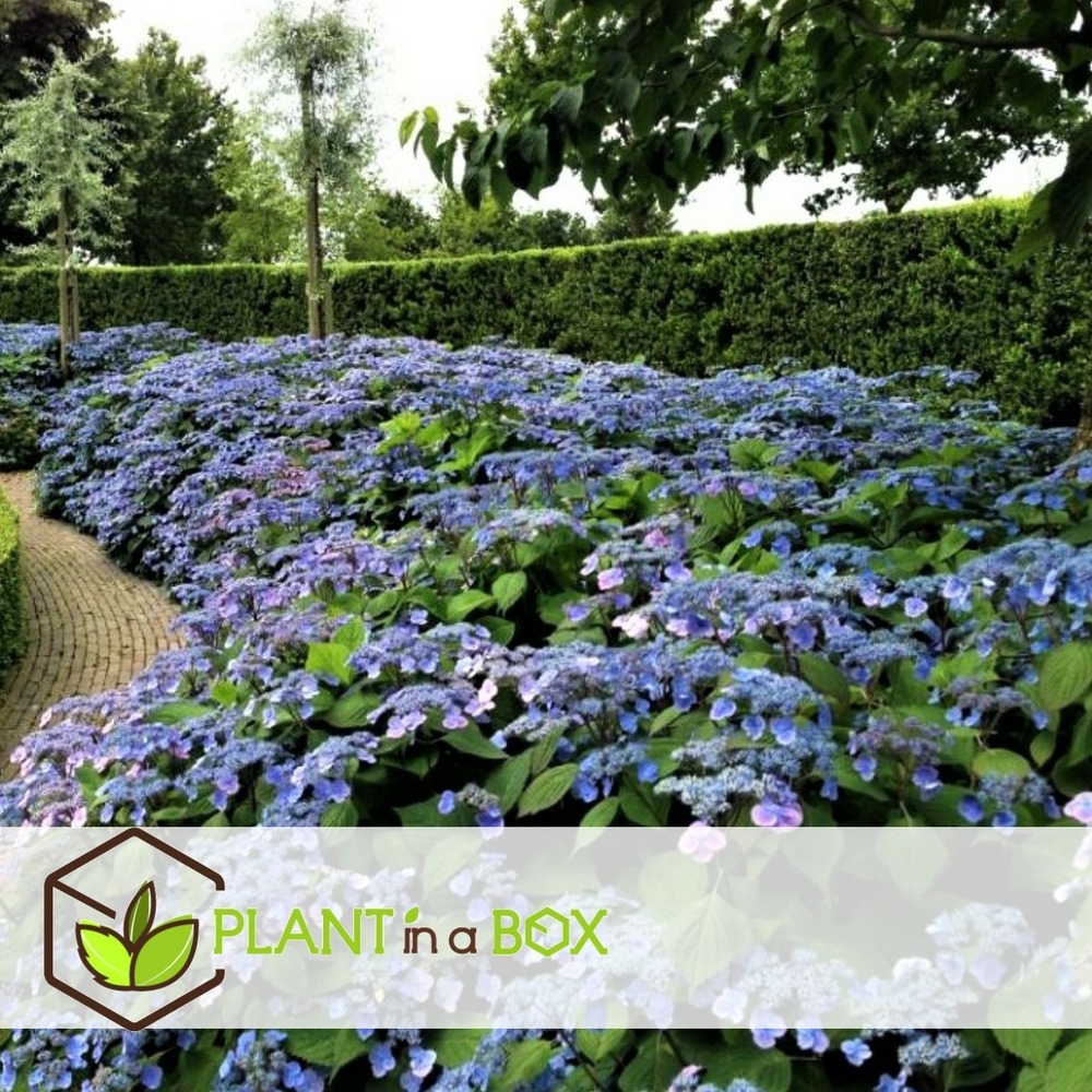 Hydrangea summerglow - set de 4 - hortensia - pot de 19cm - hauteur 25-40cm