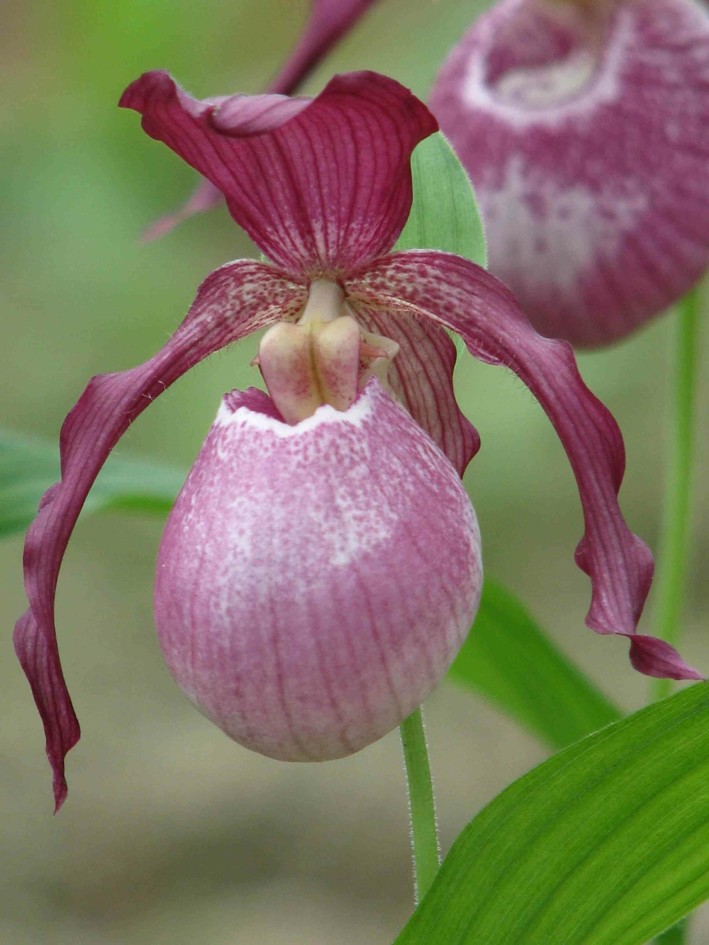 Cypripedium 