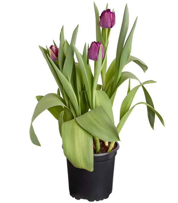 Tulpen 'Purple Flag'