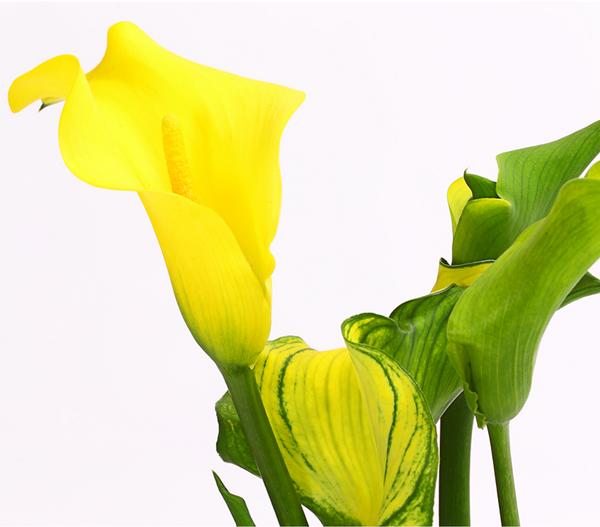 Zimmercalla - Zantedeschia albomaculata,