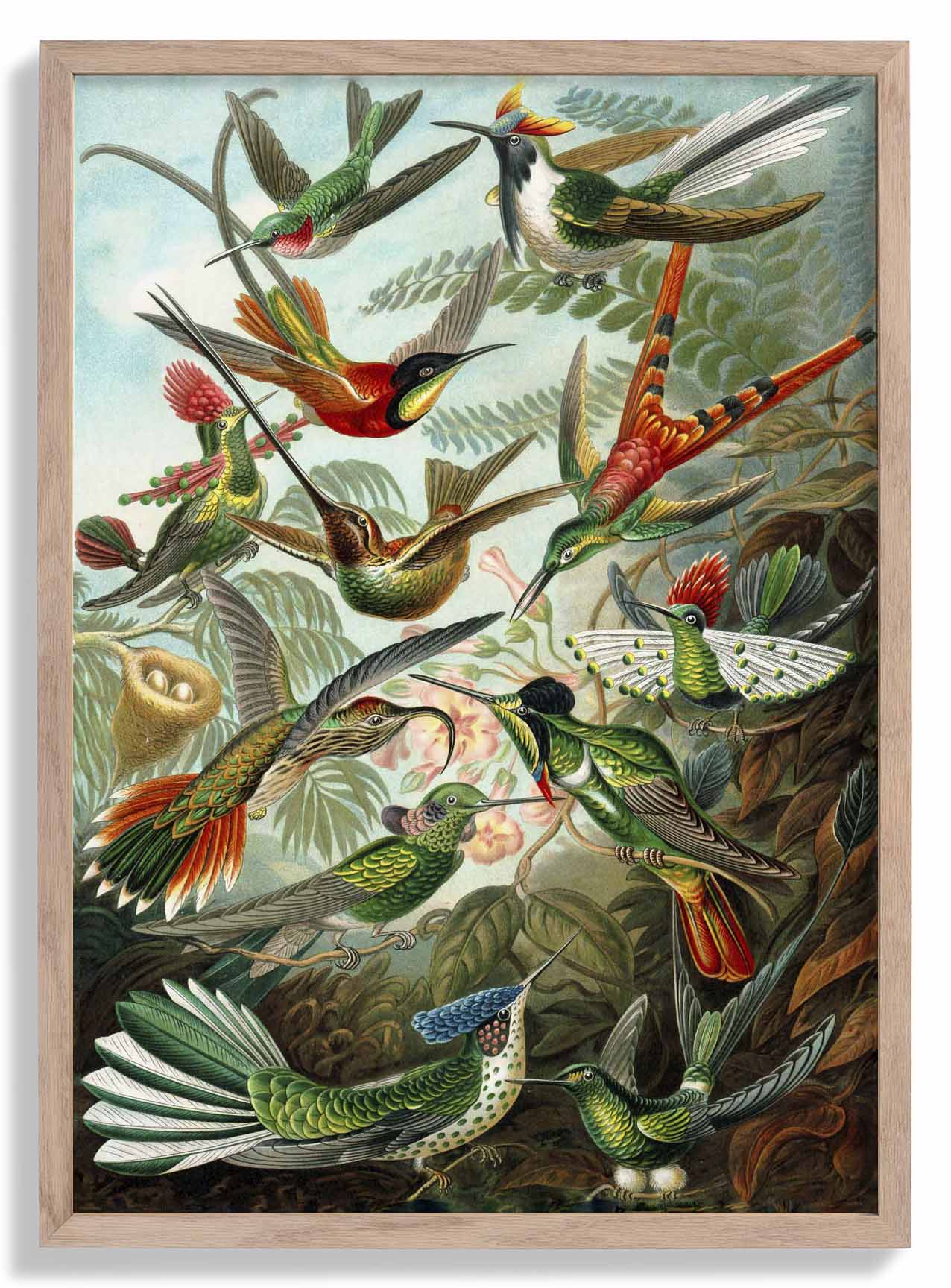 Paradiesvögel von Ernst Haeckel