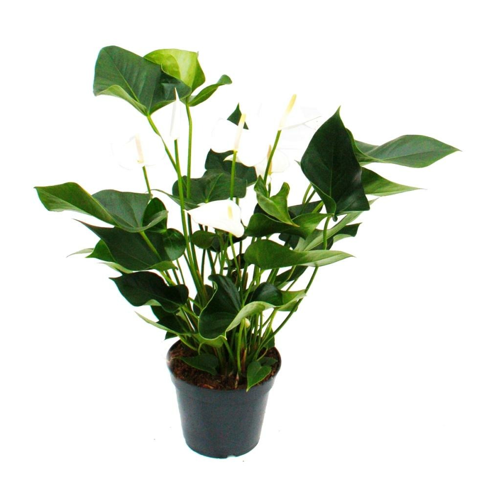Flamant flamant blanc, anthurium anderanum, pot de 17cm