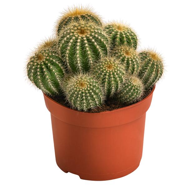 Kugelkaktus - Eriocactus warasii