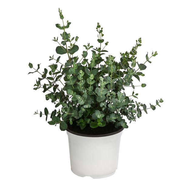Eukalyptus, Busch