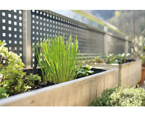 Chives FloraSelf Allium schoenoprasum 'Staro' 6-pack