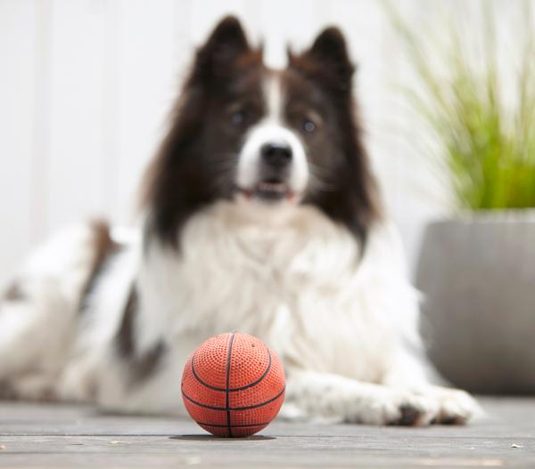 Dehner Lieblinge Hundespielzeug Spielball