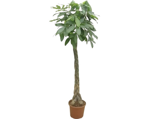 Geldkastanje FloraSelf Pachira H 190-200 cm Ø 35 cm pot gevlochten stam