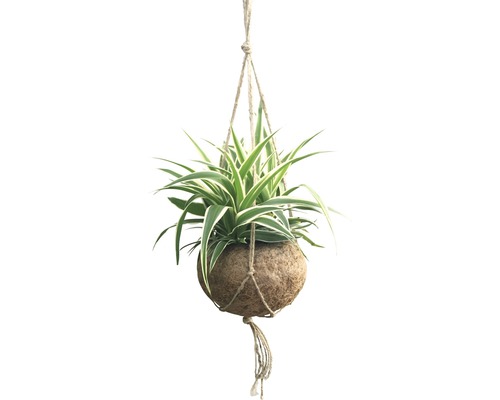 Kokodama hangplant (Chlorophytum comosum) FloraSelf, hoogte 25-30 cm, diameter pot 15 cm