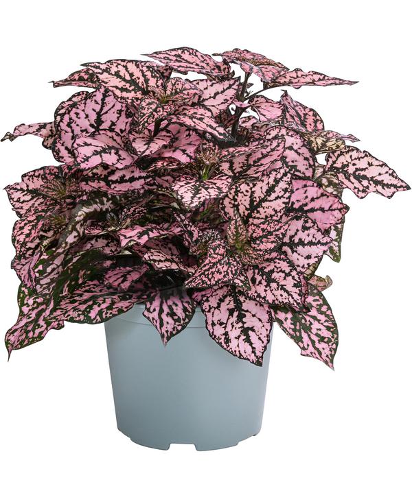 Punktblume 'Hippo', verschiedene Farben