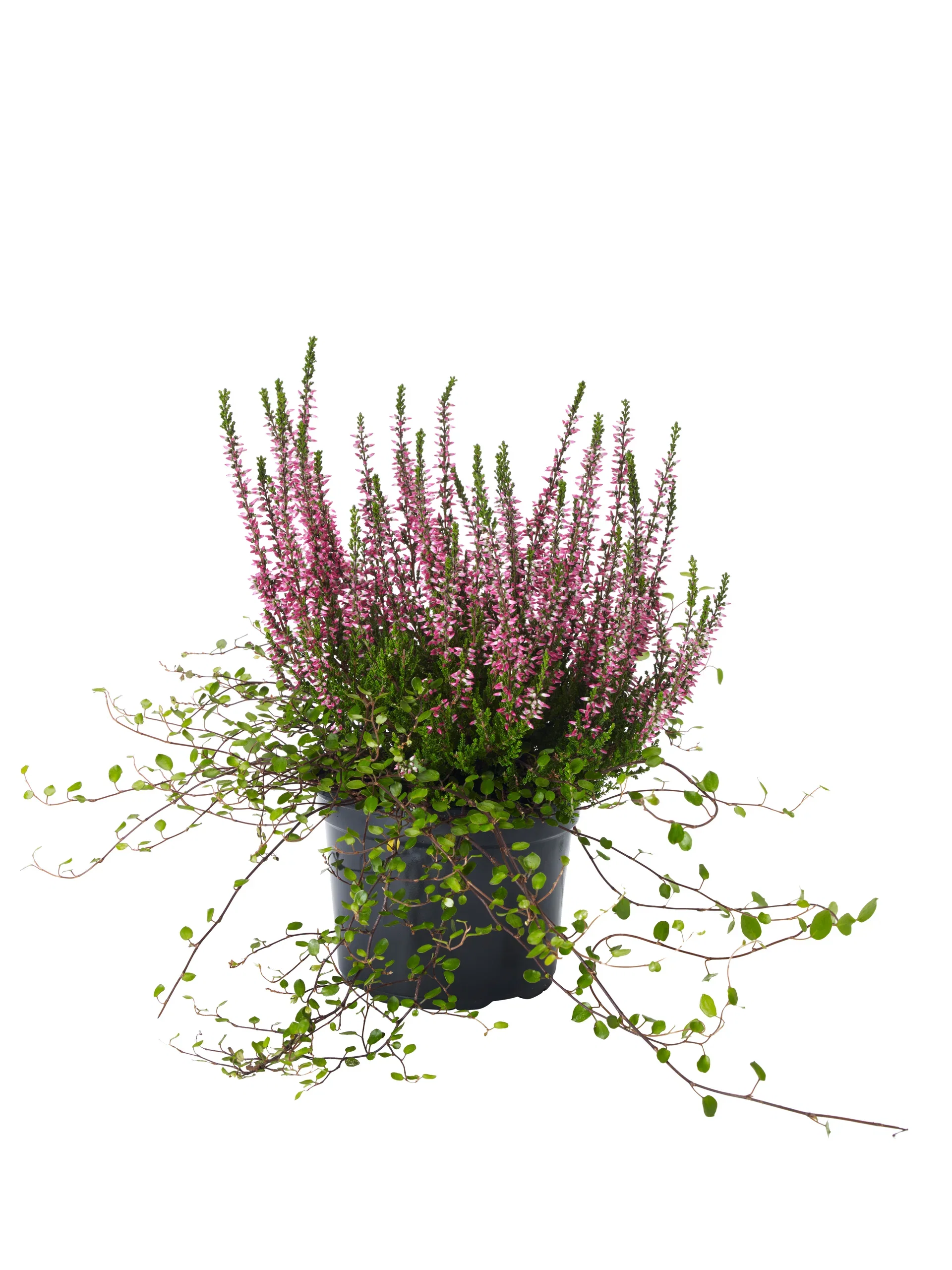 Calluna / Muehlenbeckia Høstlyng   Muehlenbeckia Ø11 cm