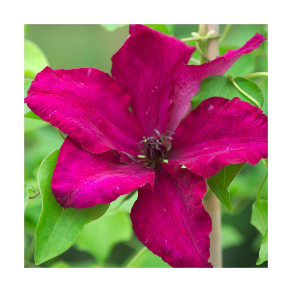 Clématite solidarité/clematis solidarité[-]godet - 5/20 cm