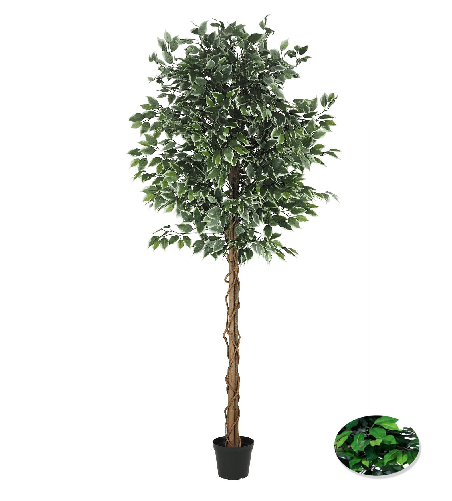FICUS 1512 FEUILLES POT PLASTIQUE NOIR H.210CM