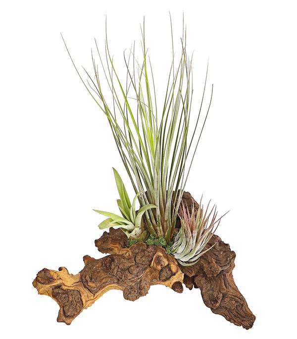 Tillandsien-Arrangement auf Mopani-Wurzel -