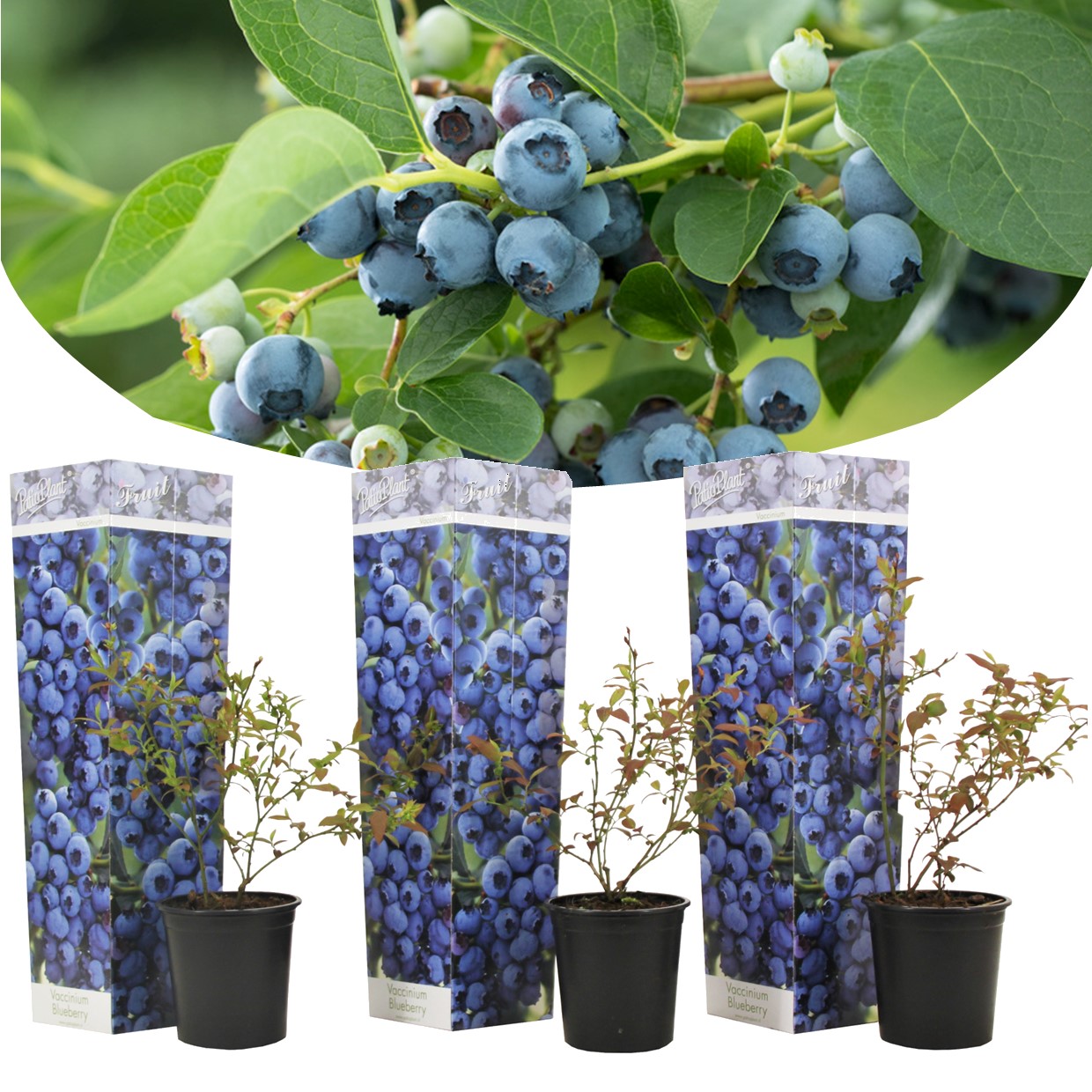 Blueberry sunshine blue - set de 3 - plante à baies - pot 9cm - hauteur 25-40cm