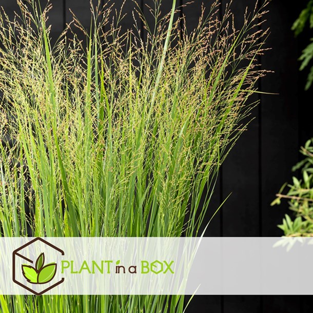 Panicum northwind - mélange de 2