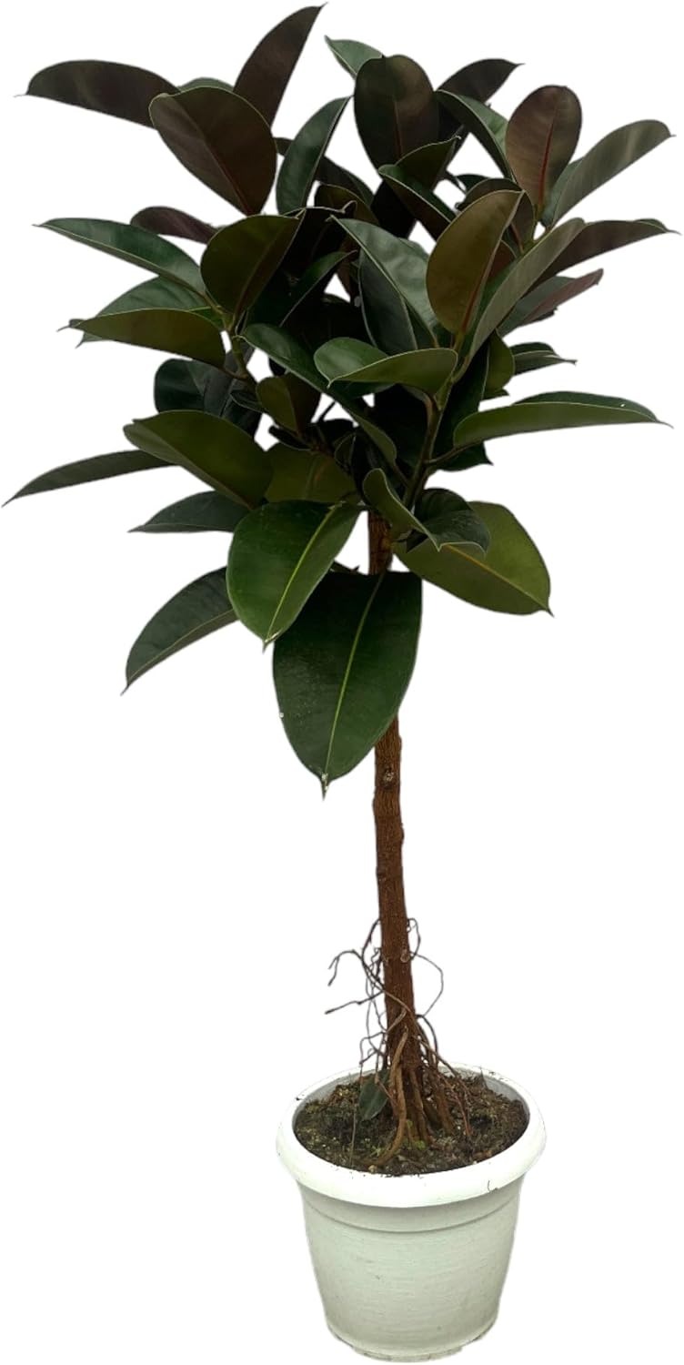 Trendyplants - Ficus Elastica Robusta Stamm - Gummibaum - Höhe 130-150 cm - Topfgröße Ø32cm