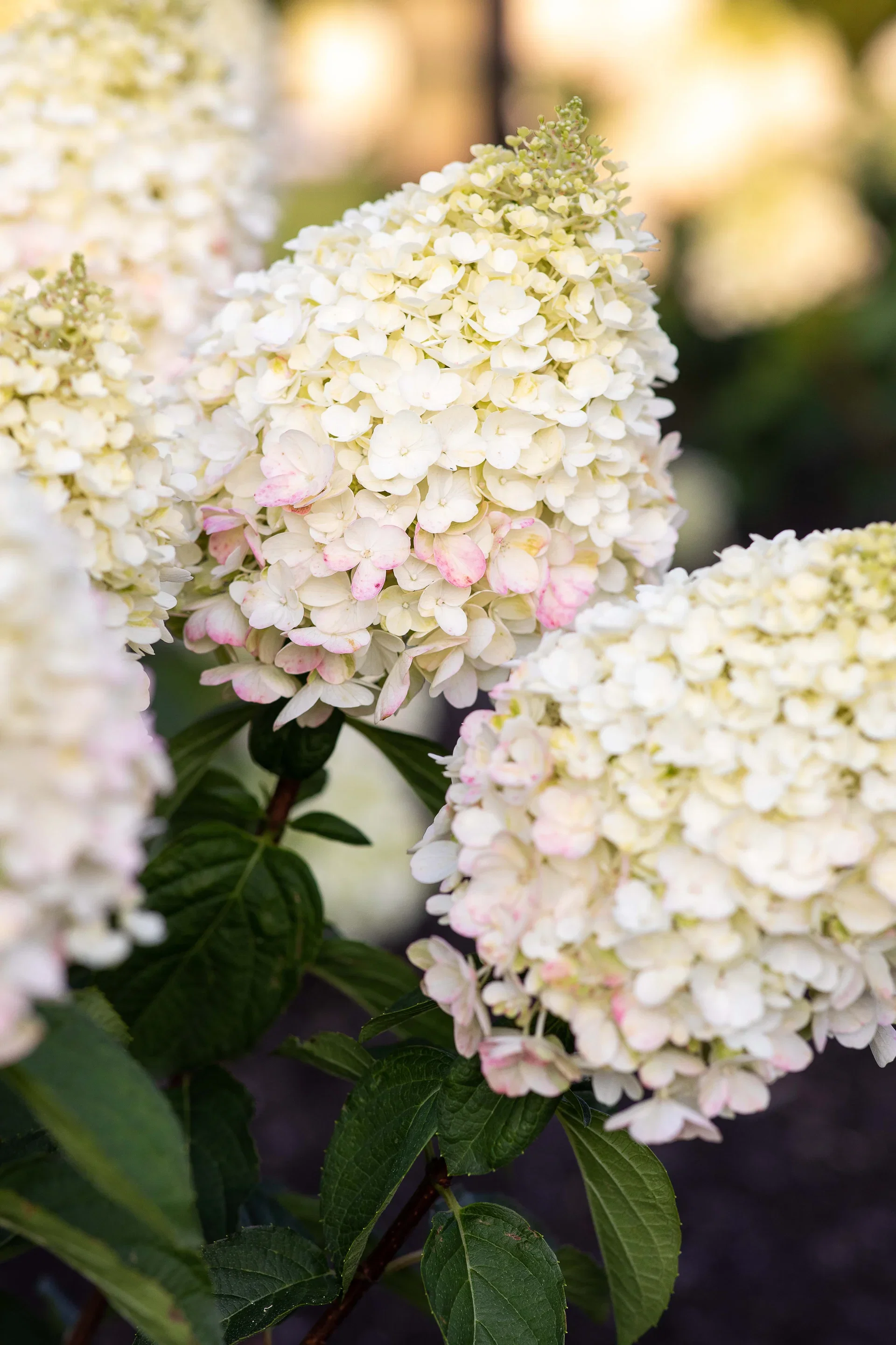 Hydrangea paniculata LIVING PINKY PROMISE® Syrinhortensia LIVING PINKY PROMISE® Ø23 cm