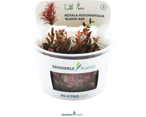 Rotala rotundifolia - Rotala rotundifolia 'Bloedrood' In Vitro